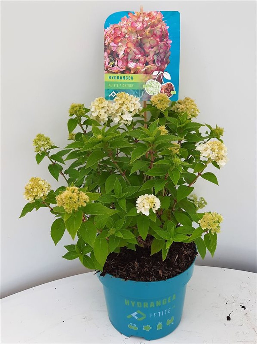 Hydrangea pan. 'Petite Cherry' - C3 30-40 CM